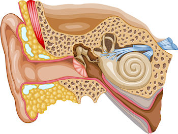 Human ear