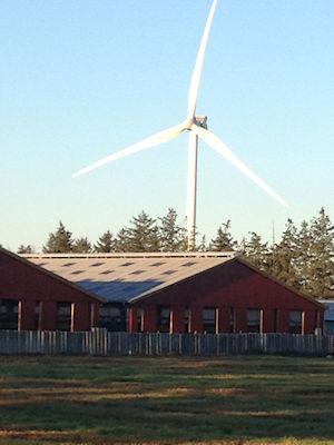 Mink farm