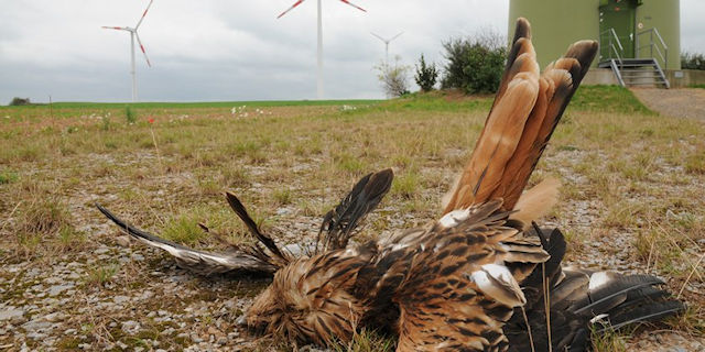 Dead red kite